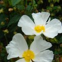 Cistus x corbariensis P19